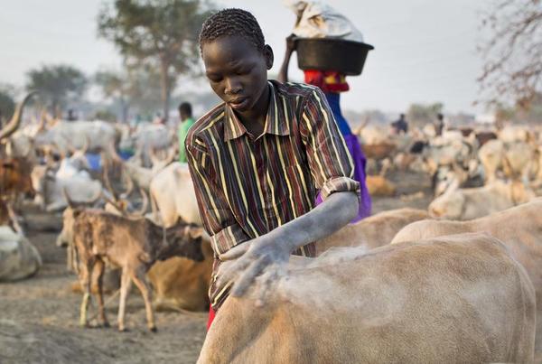 How Cows Can End the South Sudan War