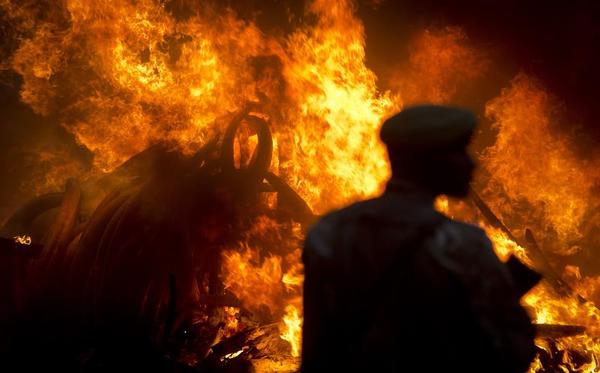 The Case for Burning Ivory