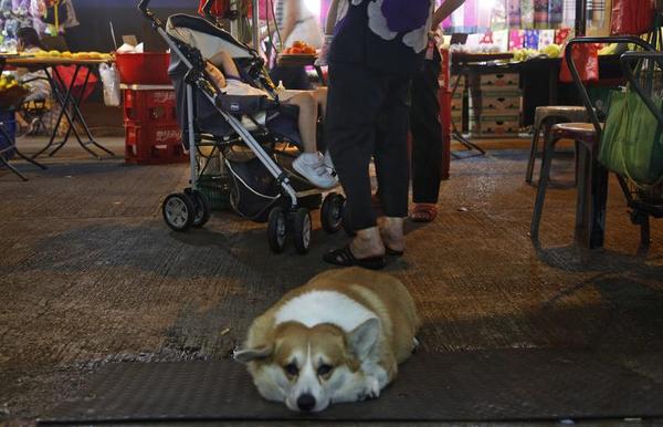 Who Is Poisoning Hong Kong's Dogs?