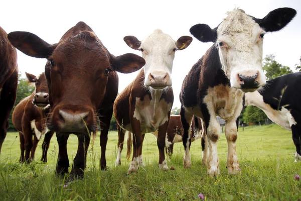 Mr. Modi, Don't Patent Cow Urine