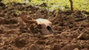 Drought Grips Bolivia