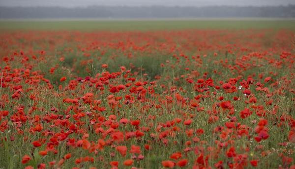 The Somme, 1916: Funeral of a Great Myth