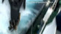 Anti-whaling Activist Slams Japan, NZ