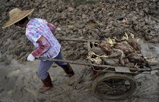China's Green? Don't Make Me Laugh