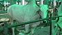 Anthrax Outbreak In Bangladesh