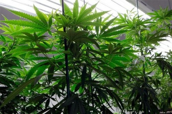 Legalizing Pot Won't Save Mexico