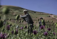 U.S. Looks to Colombia to Fight Afghan Drugs