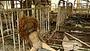 Chernobyl Legacy
