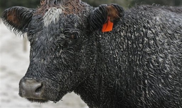 Lurking Danger in World's Meat