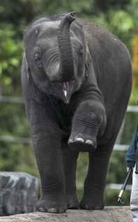 China Fuels African Elephant Slaughter